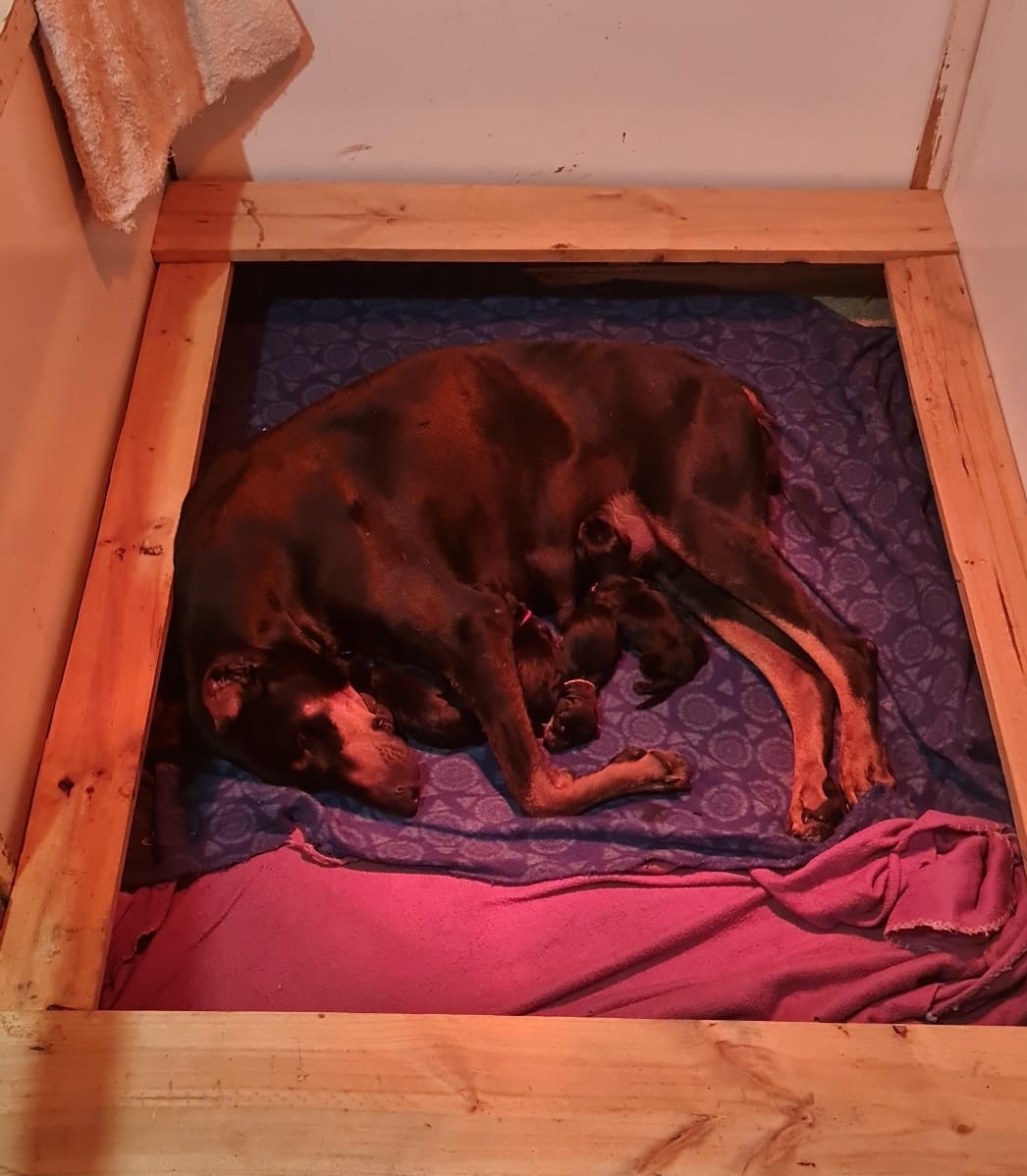 Puppy 6