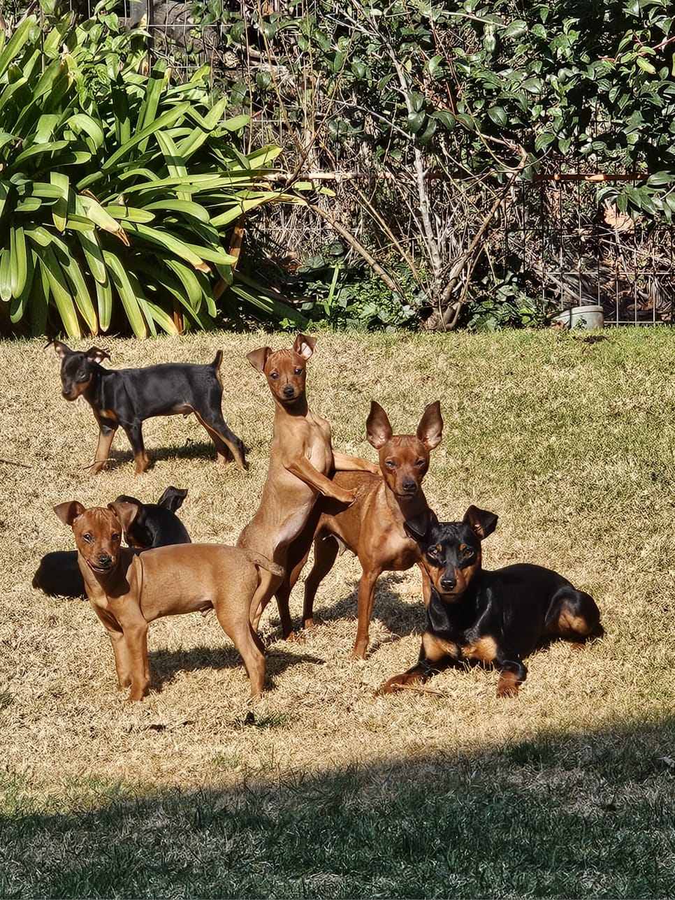Puppy 8